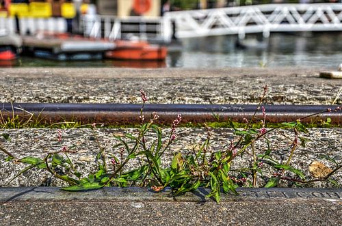 Perzikkruid aan de haven