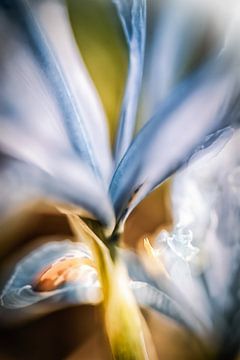 Irisblüten im Licht