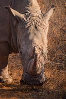 De kracht van de neushoorn