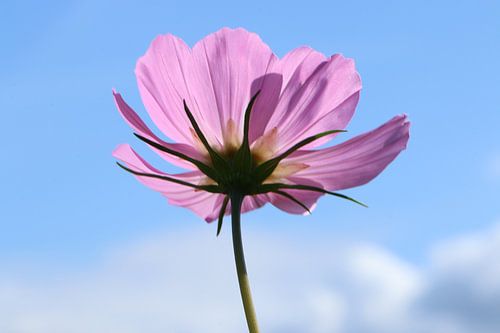 Le cosmos rose tendre
