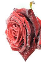 Wet Rose