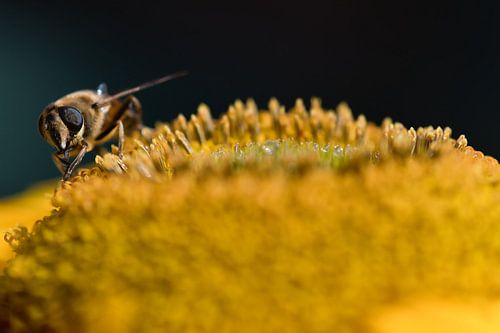 Een blinde bij zoekend naar nectar op een gele helianthus bloem