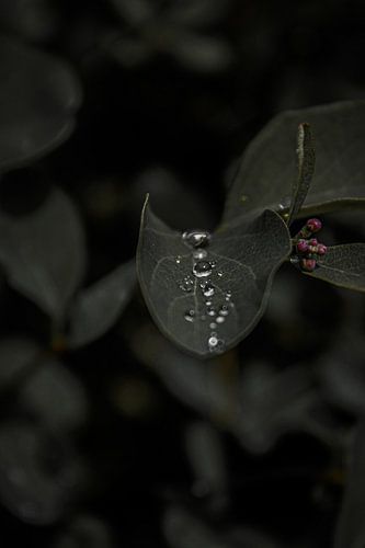 Raindrops on a leaf, a beautiful balance in nature