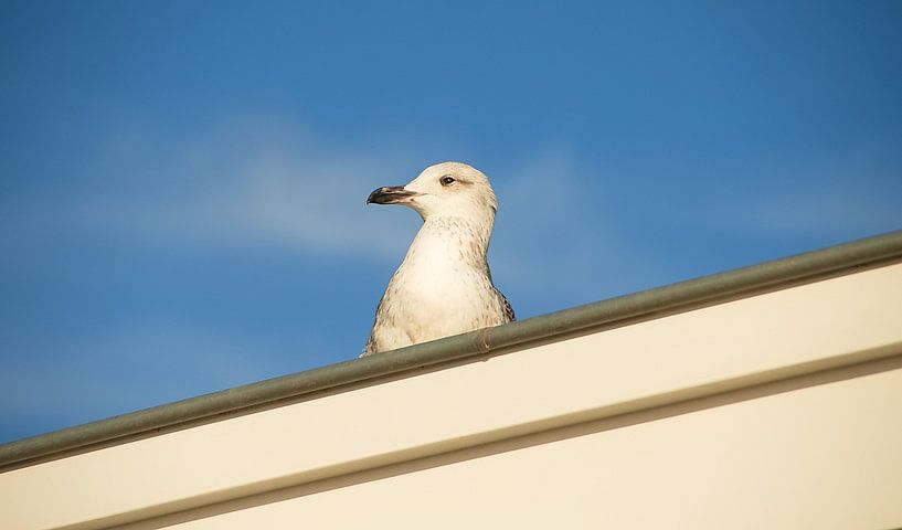 Guckguck von tiny brok