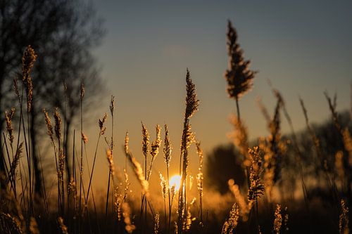 "Met een kluitje in het riet sturen"