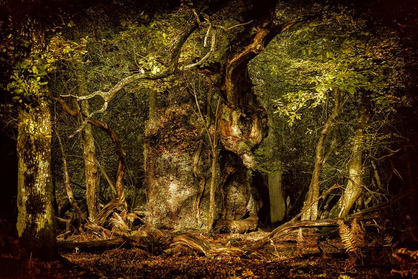 The Gritnam Oak by Lars van de Goor