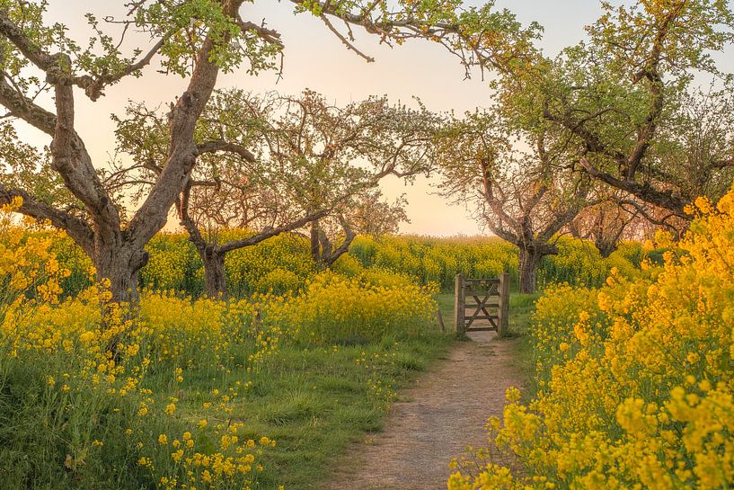 Access fence in rapeseed field by Moetwil en van Dijk - Fotografie