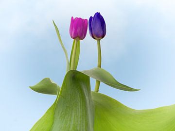 tulipe de mariage