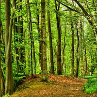 Forest in Spring
