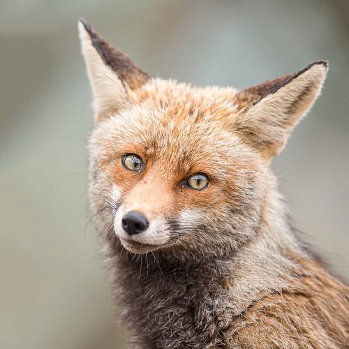 Portretje van een verlegen vosje