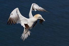 Basstölpel - Nördlicher Basstölpel - Morus bassanus von Rick Willemsen