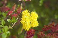 Gele bloem