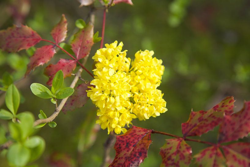 Gele bloem by Roberto Zea Groenland-Vogels