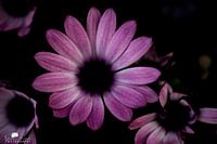 Daisy paars en zwarte kleuren