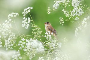 Phragmite des roseaux dans le persil des vaches