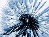 Schönheit einer Pusteblume_blau  von Yvon van der Wijk Miniaturansicht