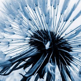 Schönheit einer Pusteblume_blau  von Yvon van der Wijk