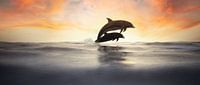 Jumping Dolphins in silhouette by Arjen Roos thumbnail