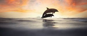 Springende Dolfijnen in silhouet van Arjen Roos