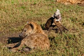 Hyenas by Peter Michel