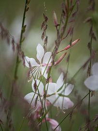 Summer bloom