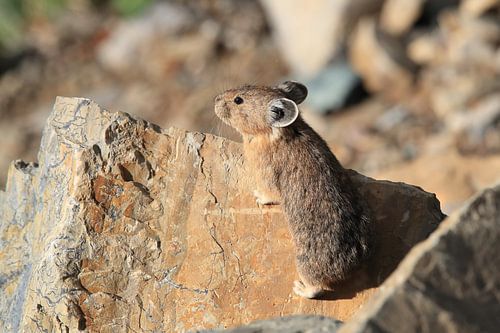 Pika Glacier National Park Montana USA