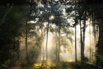 Märchenwald von Koen Boelrijk Photography