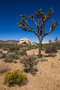 Joshua Tree National Park, California by Dirk Jan Kralt