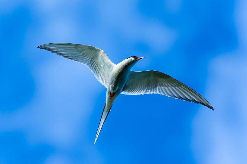 Küstenseeschwalbe von Denis Feiner