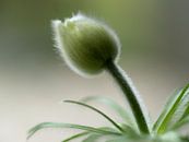 Weiche Wildblume von Carine Belzon Miniaturansicht