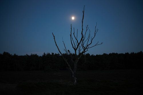 Arbre au clair de lune sur Myron Jay Straatman