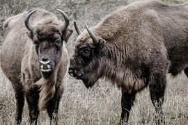 Deux sages (bisons d'Europe) l'un à côté de l'autre dans les dunes de Kennemer sur Melissa Peltenburg