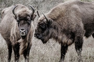 Twee wisenten (Europese bizons) naast elkaar in de Kennemerduinen van Melissa Peltenburg