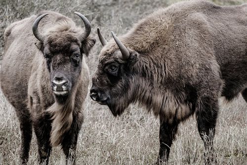 Twee wisenten (Europese bizons) naast elkaar in de Kennemerduinen