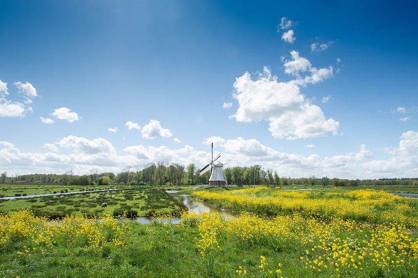 The white mill near Glimmen, with rapeseed in the foreground by M. B. fotografie
