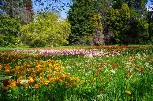 Tulip Meadow