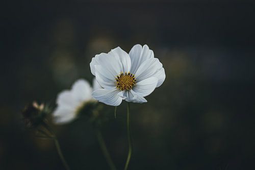 witte bloem