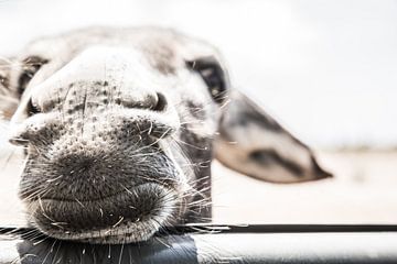 Ezel | Donkey | Esel | âne by Pauline Duchene