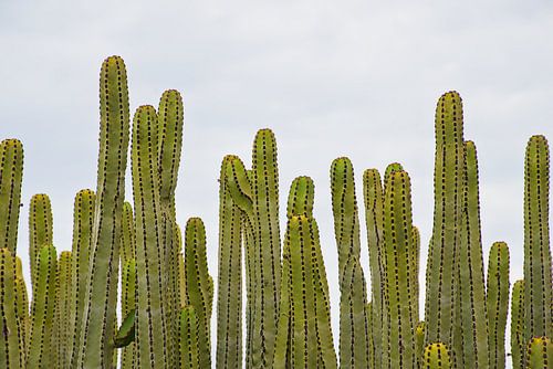 Canarische wolfsmelk