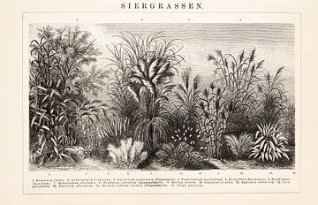 Antique print with ornamental grasses by Studio Wunderkammer