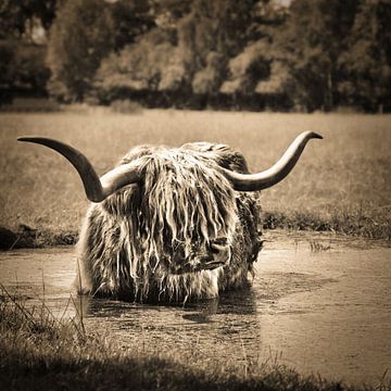 A nice cooling bath for this Scottish highlander by Miny'S