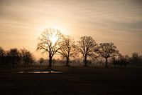 Backlight trees