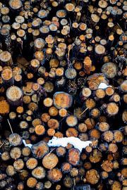 Rustiek hout van Ginkgo Fotografie