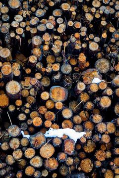 Rustiek hout van Ginkgo Fotografie