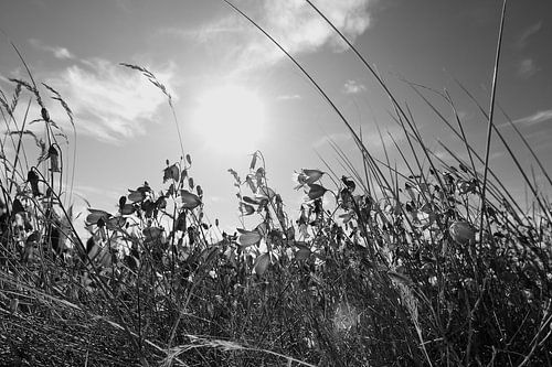Sommerwiese
