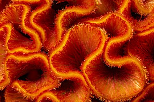 Macro photo of a flower by Bob Janssen