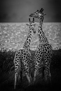Zwei Giraffen mit dem Nil im Hintergrund.