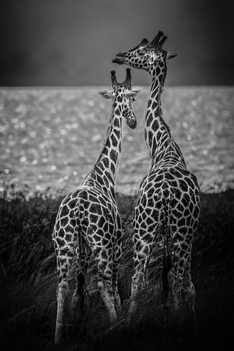 Zwei Giraffen mit dem Nil im Hintergrund.