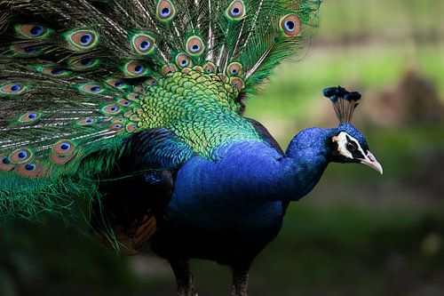 Blauw en groen samensmelten