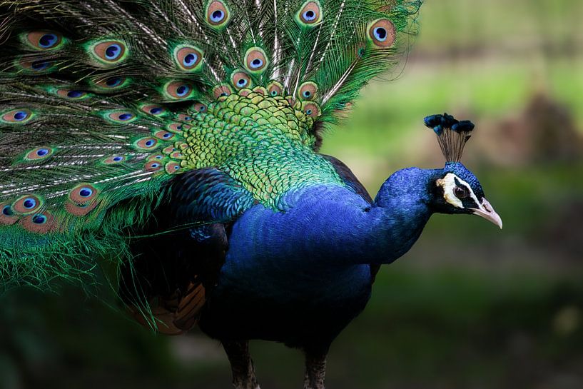 Blue and green fusion von Larsphotografie